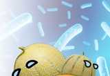 몸 상태 메롱? 이유는 ○○○○ 멜론?
