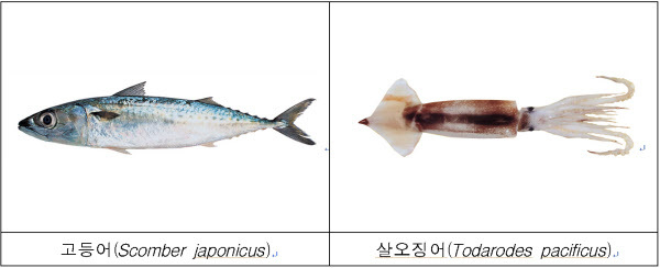 (출처: 해양수산부)