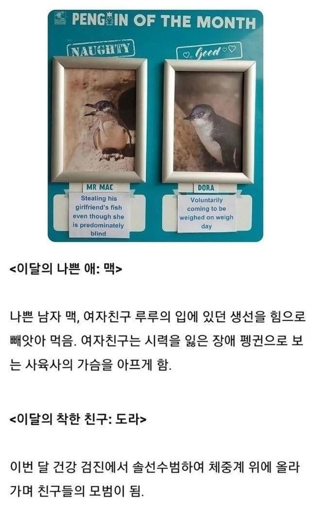 호주 아쿠아리움의 나쁜 펭귄 착한 펭귄 | 인스티즈