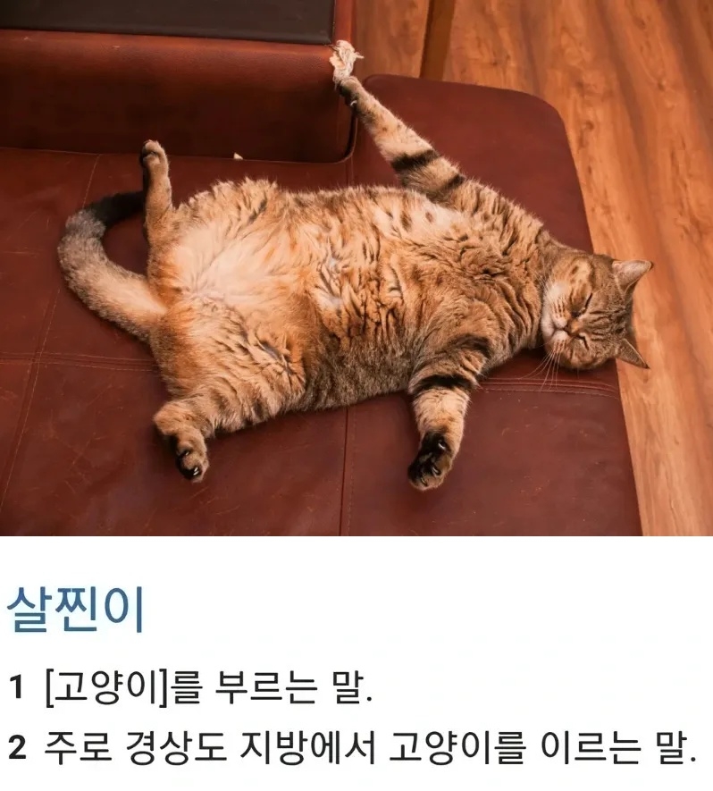 경상도 일부 지역에서 고양이를 부르던 말 | 인스티즈