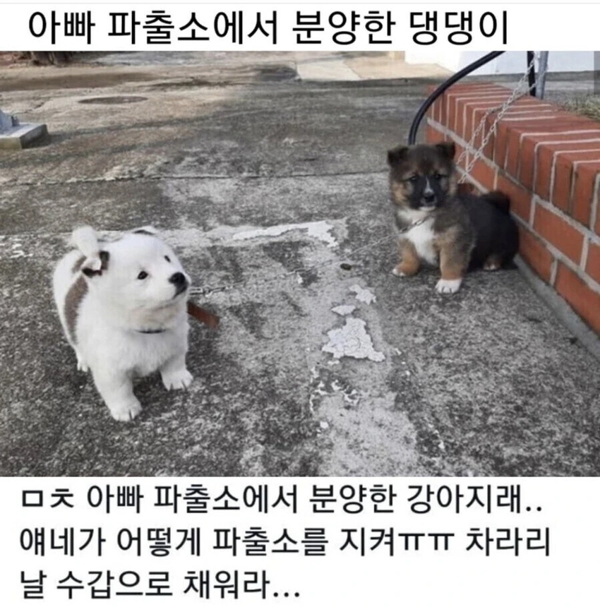파출소에서 분양한 댕댕이 | 인스티즈