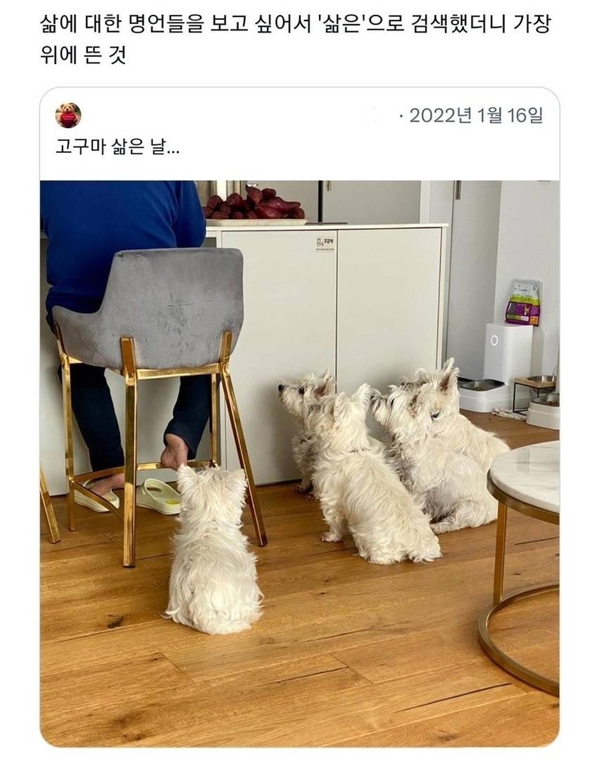 고구마 삶은 날 | 인스티즈