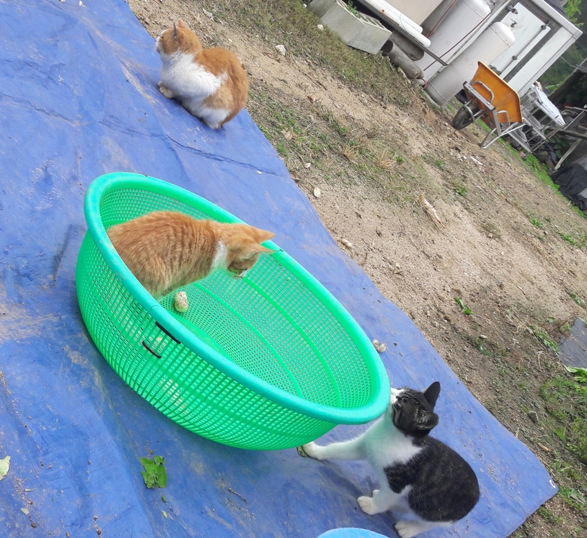 바구니 쟁탈전 | 인스티즈