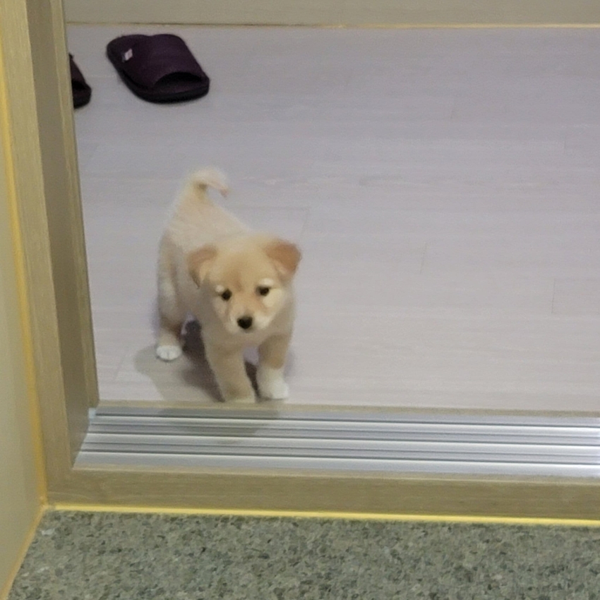 강아지가 이 정도로 롱다리로 클지 몰랐다는 견주 | 인스티즈