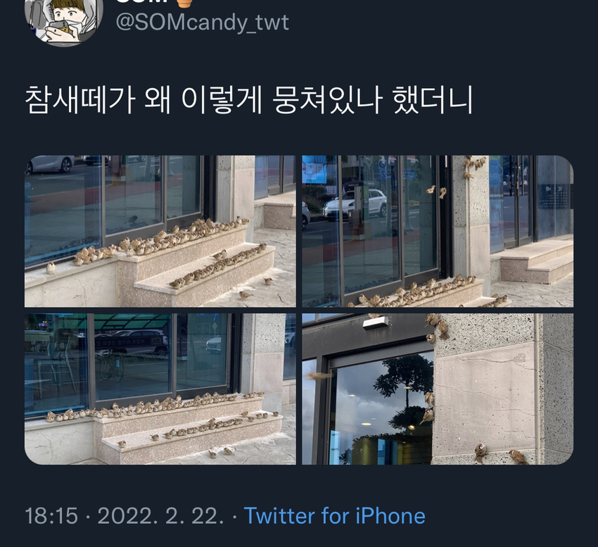 참새들이 왜 이렇게 뭉쳐있나 했더니 | 인스티즈