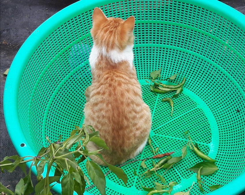바구니 쟁탈전 | 인스티즈