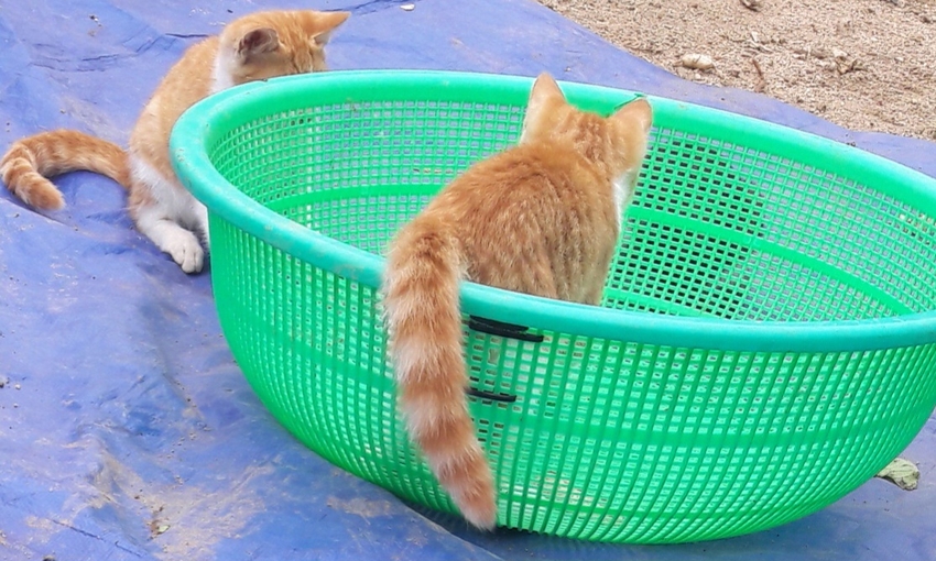 바구니 쟁탈전 | 인스티즈
