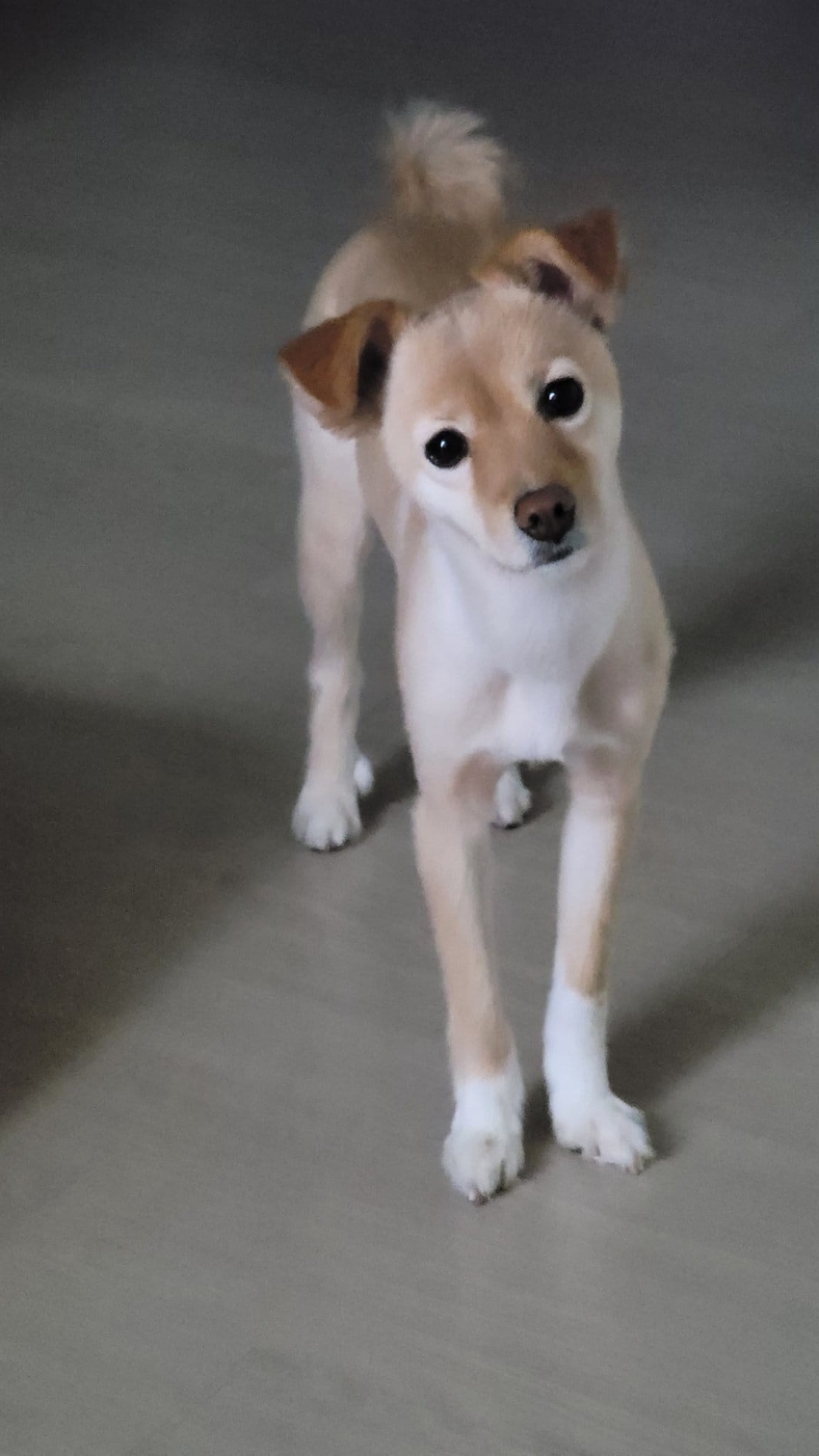 강아지가 이 정도로 롱다리로 클지 몰랐다는 견주 | 인스티즈