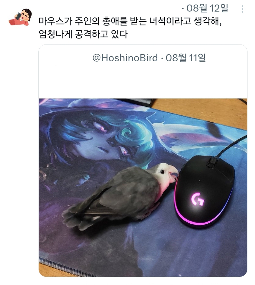 마우스를 질투하는 앵무새 | 인스티즈